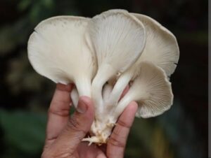 ಅಣಬೆ ಬೇಸಾಯ ಕುರಿತು ಉಚಿತ ತರಬೇತಿಗೆ ಅರ್ಜಿ ಆಹ್ವಾನ…