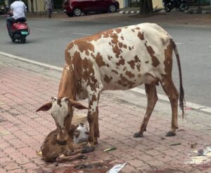 ಬಸವನಗುಡಿ ಸಮೀಪ ಕರುಗೆ ಜನ್ಮ ನೀಡಿದ ಹಸು ಹಾಗೂ ಕರುವಿನ ರಕ್ಷಣೆಗೆ ಮುಂದಾದ ಹೆಚ್.ಸಿ.ಯೋಗೇಶ್…